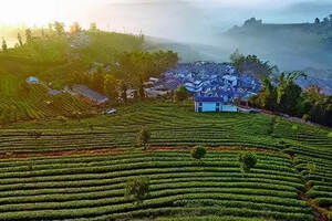 “茶文化”为何会在云南兴起这样的热潮？