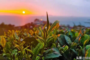 清晨来到崂山海边茶园 被这迷人的景观震惊了