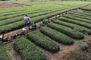 一位有良心的茶农告诉大家如何从零开始做茶叶生意？