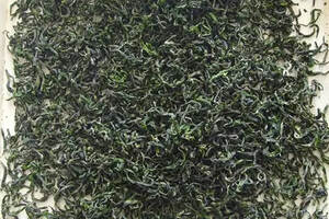 崂山绿茶种类分为卷曲形绿茶和扁形绿茶