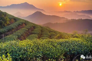 清新福建·绿色农业丨品品香：用心做好茶，好茶和天下