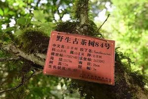 立法保护古茶树，保护的到底是什么？