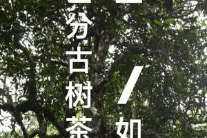 江湖实战高手是如何区分普洱茶大小树的？