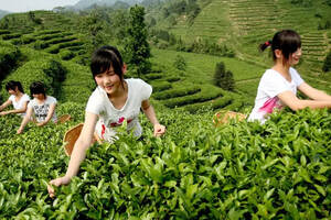 茶—农村振兴的关键