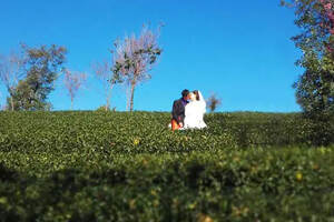从无量山樱花谷到景迈山万亩古茶园，云南茶山的美你见过多少？