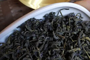 秋季的崂山绿茶可以作为口粮茶储存