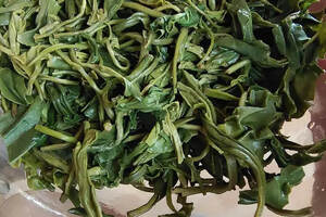 阳历六月崂山绿茶口粮茶批量上市