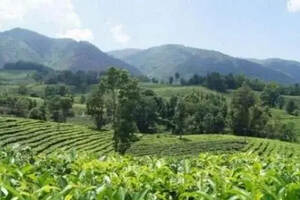 临沧普洱茶产区为什么被誉为世界古茶之都？