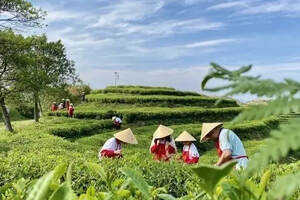 白茶游学丨探索白茶之旅，寻味草木之间