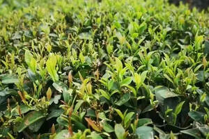 崂山绿茶厂家
