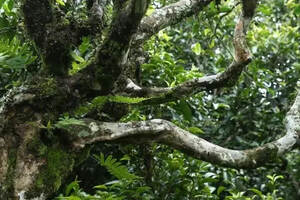 这个夏天，周重林带你以崭新眼光看待云南茶树