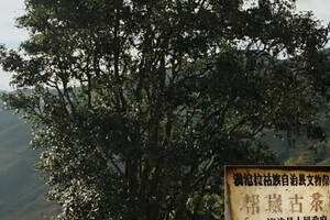 邦崴：被埋没的千年茶王树的故乡