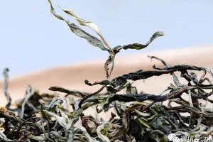普洱茶山行，六山之巅，香名远播的倚邦古树茶