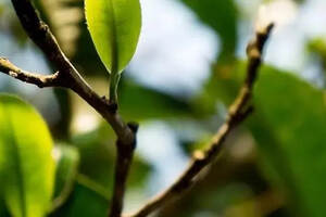 为什么普洱古树秋茶性价价比最高最值得品鉴和收藏？