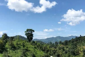 普洱茶的故乡——云南西双版纳勐海县，茶山的风景很别致