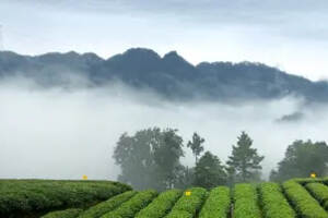 中国十大名茶（4）——蒙顶山茶（产自四川雅安，以绿茶类为主）