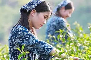 到了茶农家里，就能买到好的武夷岩茶了吗？