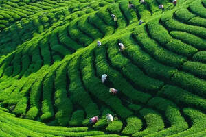 茶事 | 茶叶是如何种植和管理的？
