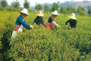 茶叶 农药化肥