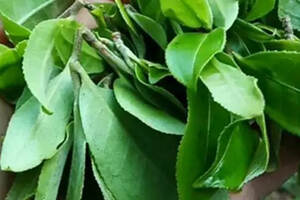 普洱茶的小叶种是如何成为弱势的？