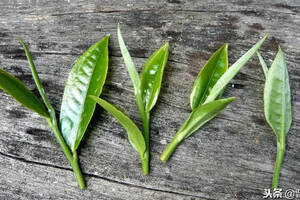 普洱茶的辨识，从茶菁和毛茶开始