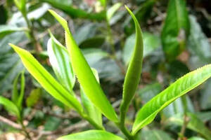 【入门干货】普洱茶原料鲜叶的特点