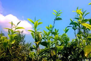 「刀哥说茶」如何从茶树生长地的海拔判断普洱茶的品质？
