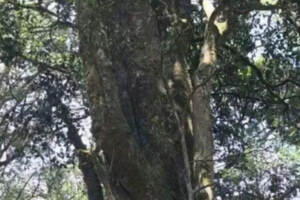 世界茶树的发源地勐库大雪山野生大茶树2700年树龄