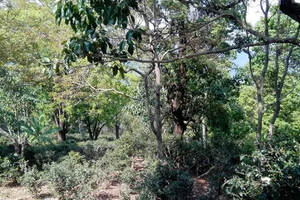 云南景迈普洱茶园春光，最后1张美图—大叶种茶树在努力发芽生长