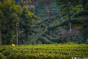 茶树品种评价指标建立的目的