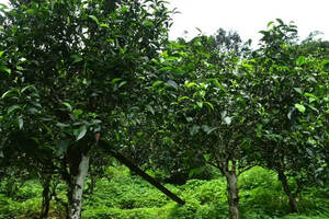 阮成发：珍惜古茶树资源，不炒作、不过度采摘，更不能竭泽而渔