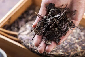 茶事 | 好的茶叶与品种之间有何关系？