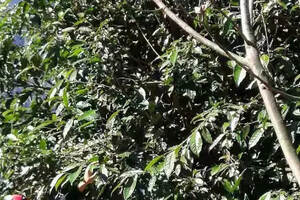 云南福贡县：老茶树发出致富芽