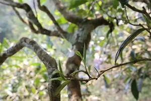 在普洱茶树龄百年以上，且比较有名的古茶树有哪些