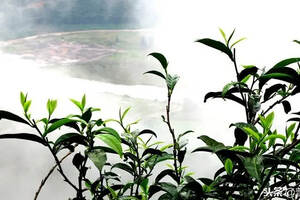 中国茶叶生产基地