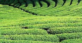 江西绿茶图片