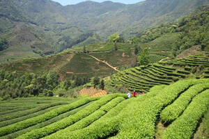 世界绿茶进口数据和趋势