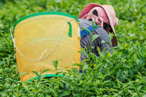 疫情危机期间，如何开展春茶生产？雅安名山这样办