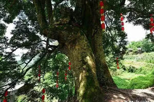 中国最贵的三棵树，一棵配有警卫，一棵投保1个亿，还有一棵……