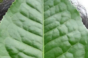 普洱茶大叶种和中小叶种的区别（普洱茶中小叶种和大叶种哪个好）