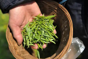 “绿茶”已上市，作为中国茶界最强大的家族，绿茶有几种？