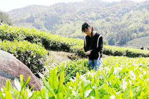 武夷岩茶全面开采，但水仙肉桂还没采摘，现在采摘制作的是哪些茶