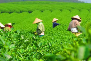 绿茶产地（15）——陕西名优绿茶