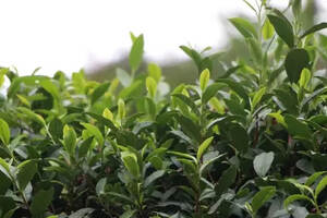 影响普洱茶品质的重要原因之水分
