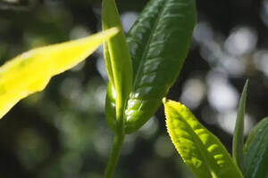 古树与小树发酵对茶叶品质影响