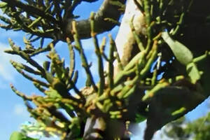 寄生在茶树上的“螃蟹脚”见过的人少，吃过的更少！