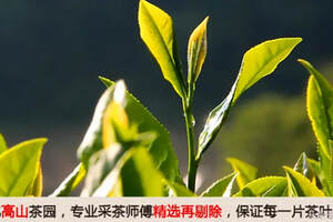 中国十大名茶（3）——安化黑茶（产自湖南安化，黑茶类）