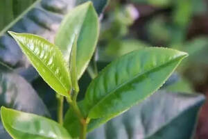 普洱茶杀青与茶叶品质的关系（普洱茶炒糊了,对茶叶品质的影响）