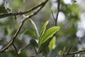 树龄不同的茶树口感上有哪些区别？