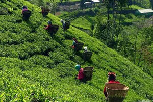 茶叶品质与施肥关系研究（施肥对茶叶品质的影响）